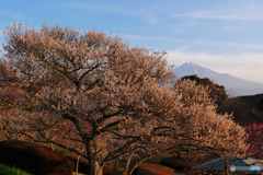 岩本山公園の梅　と富士山