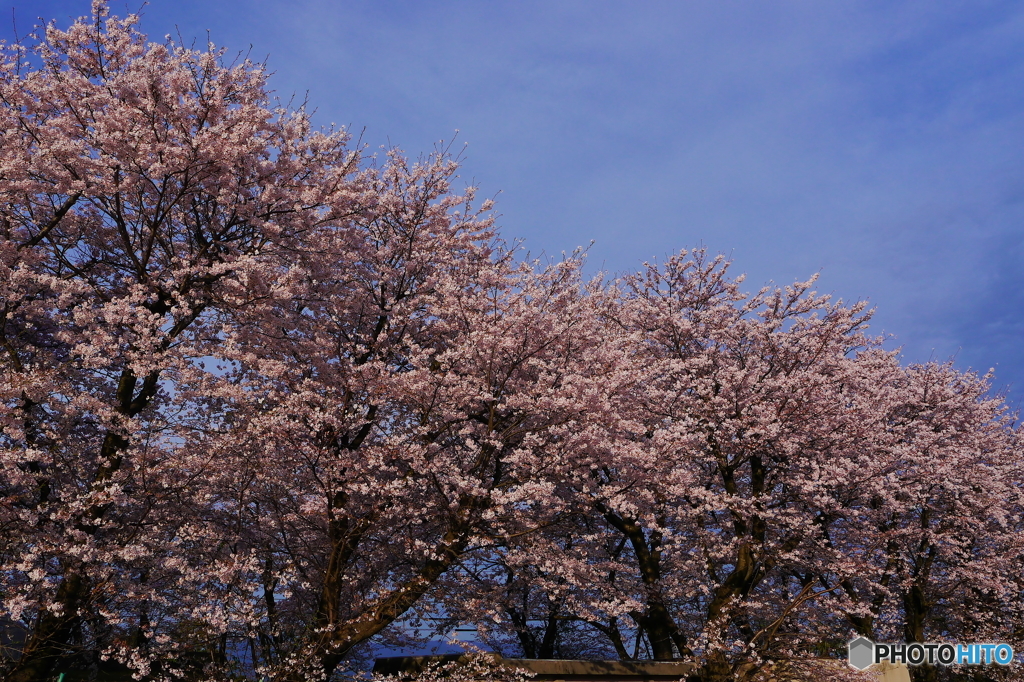 2016の桜