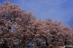 2016の桜