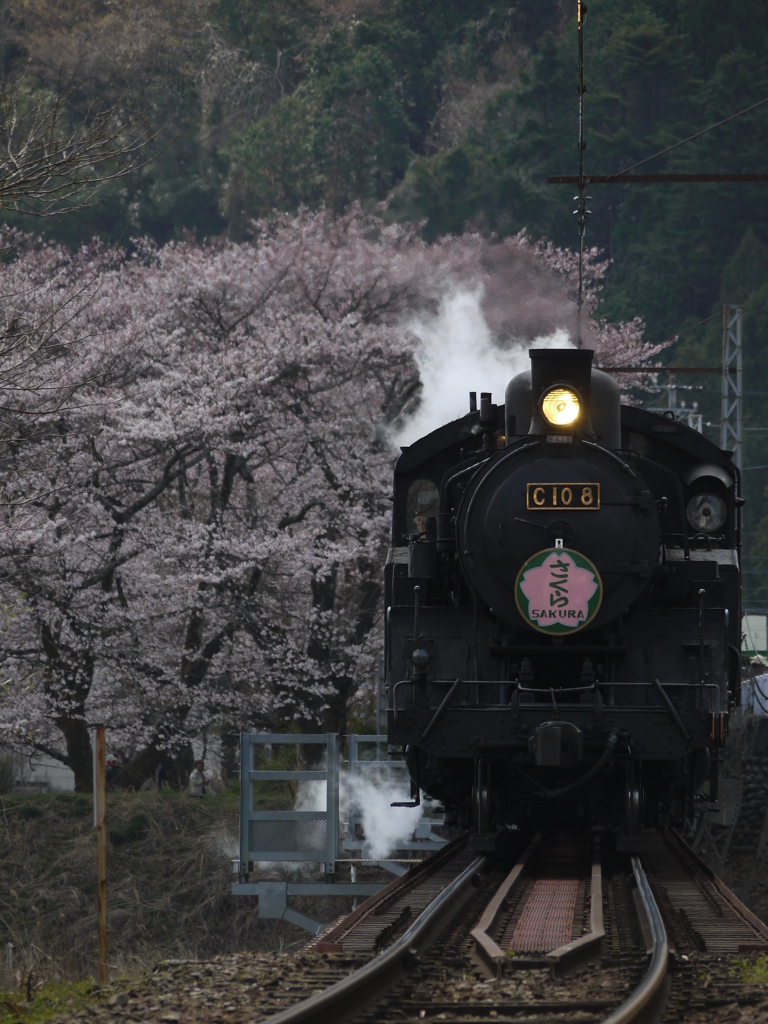 大井川鉄道桜咲く頃