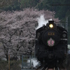 大井川鉄道桜咲く頃