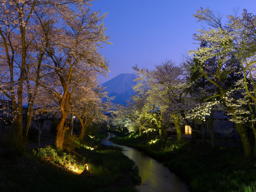 夜桜と富士山＠忍野