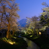 夜桜と富士山＠忍野