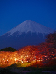夜桜と富士山
