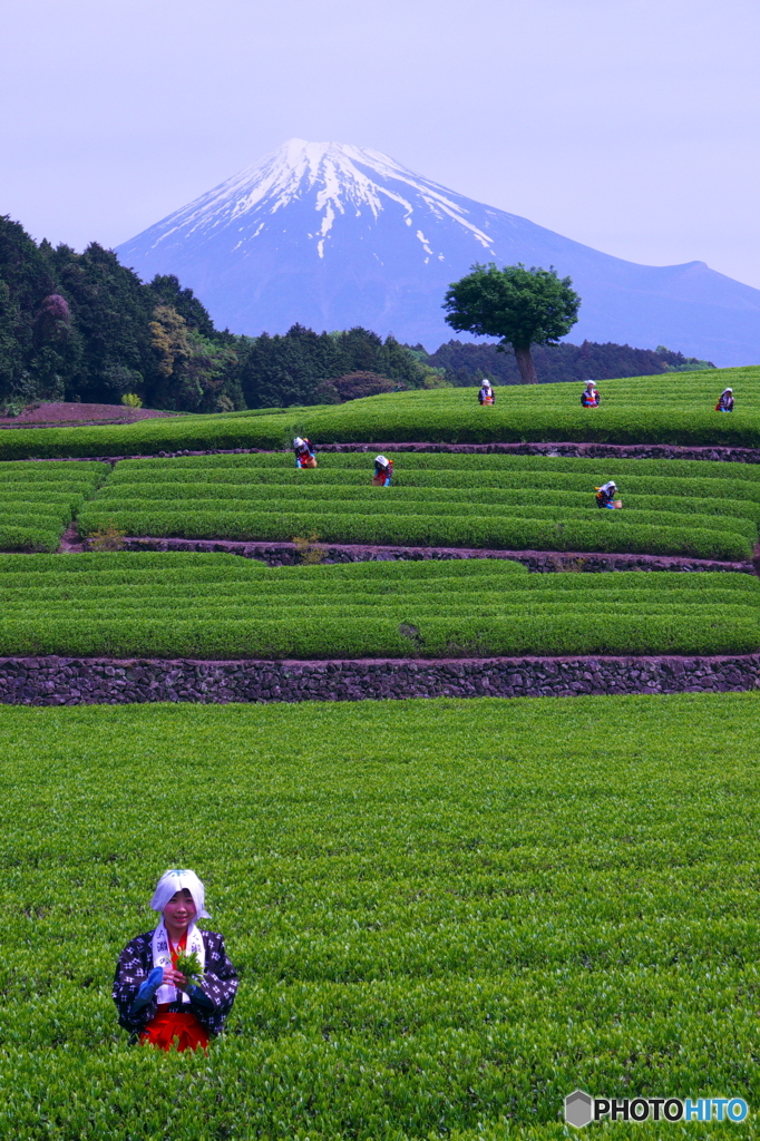 大淵お茶まつり