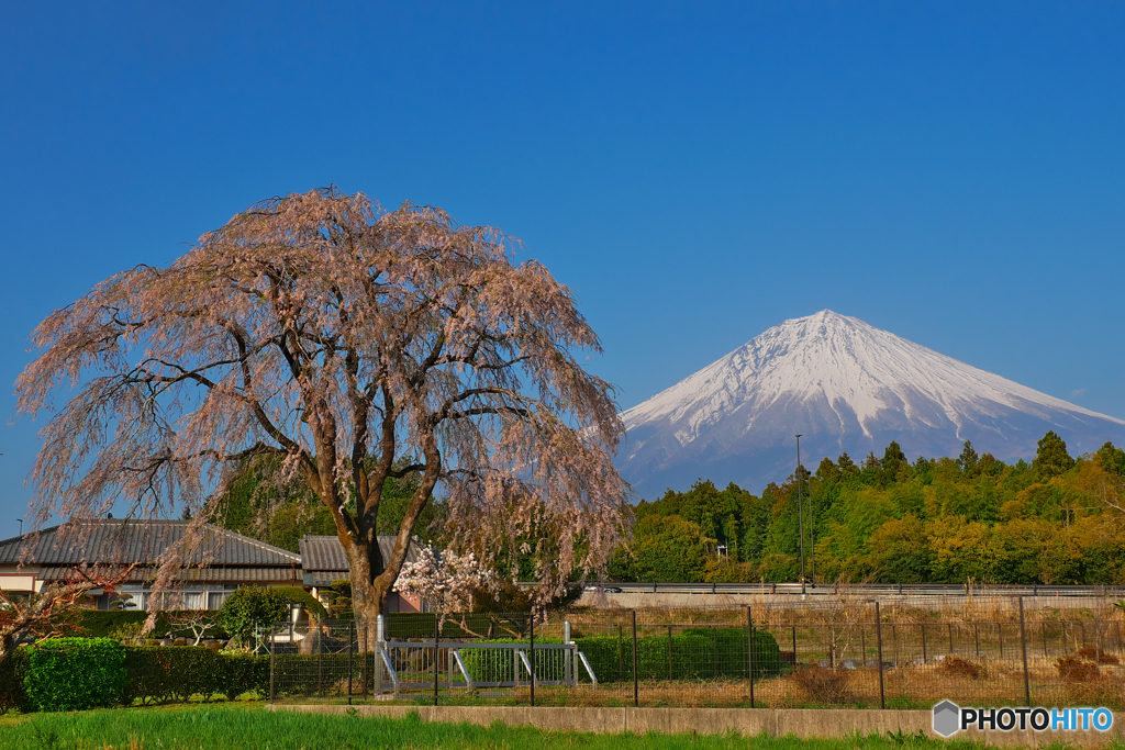 上井出の桜