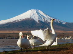 白鳥と富士山