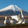 白鳥と富士山