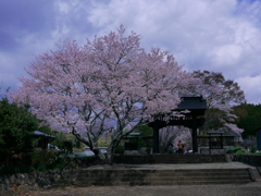 西山本門寺の桜