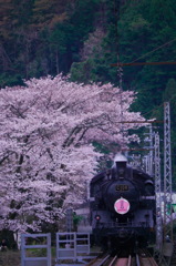 大井川鉄道さくら号