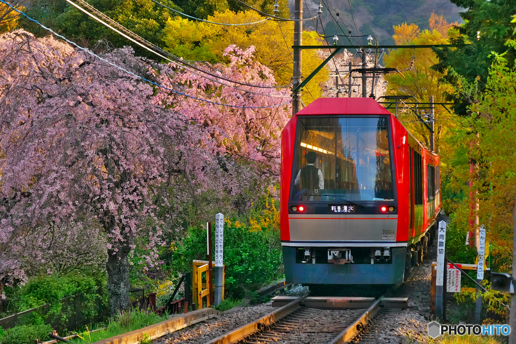 2022年の桜