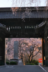 身延山　久遠寺　しだれ桜