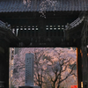 身延山　久遠寺　しだれ桜