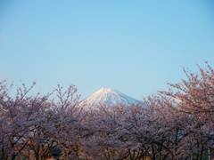 Ｈ25年の桜と富士山