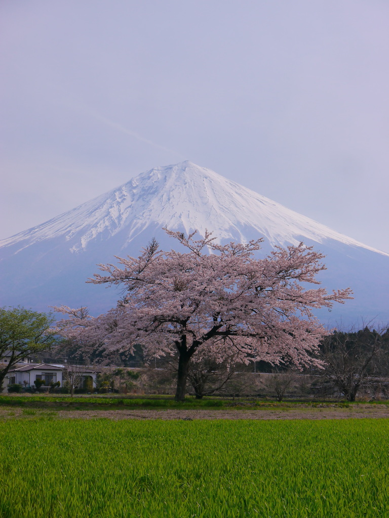桜と富士山＠上井出