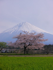 桜と富士山＠上井出