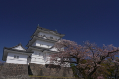 小田原城の桜