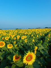 明野のひまわり