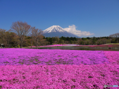 過去画像富士芝桜まつり