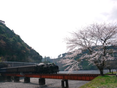 SLと桜
