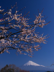 梅と富士山