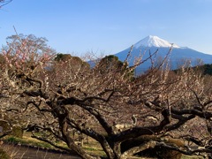 梅園からの