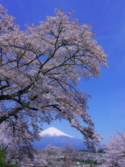 興徳寺の桜