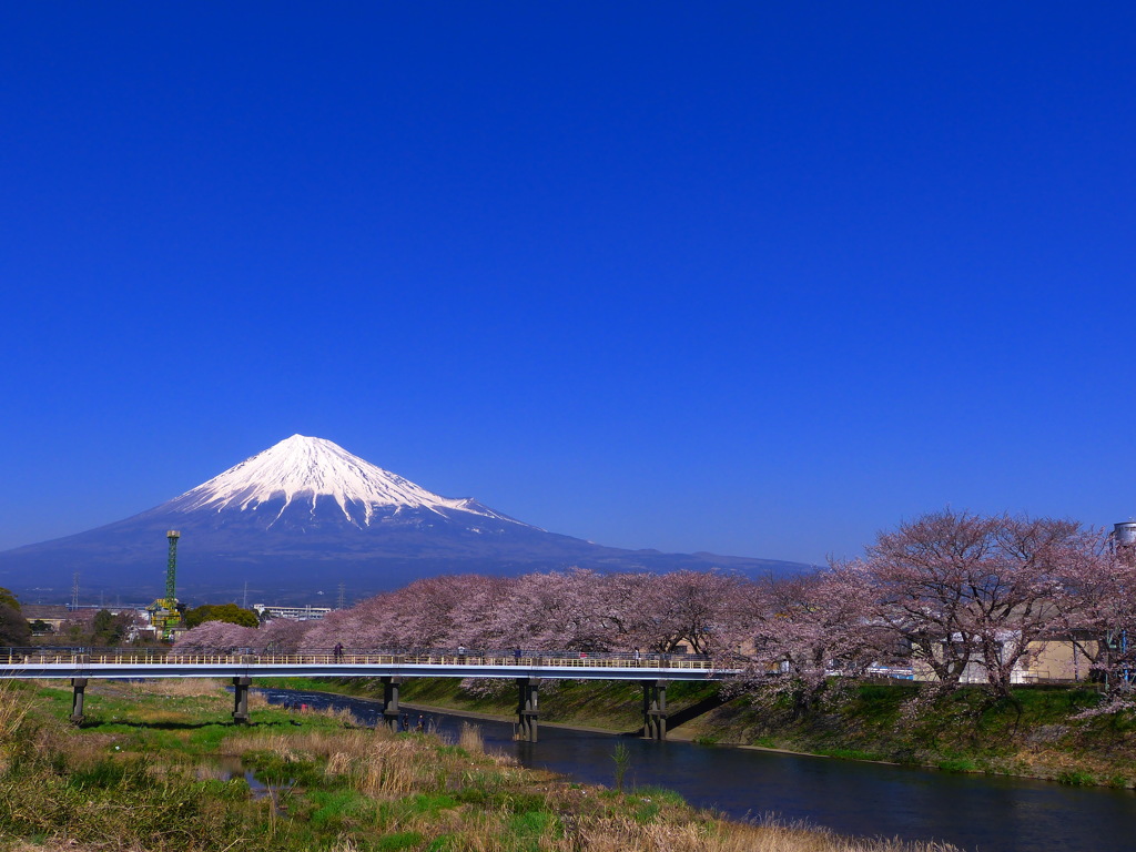 龍巌淵の桜