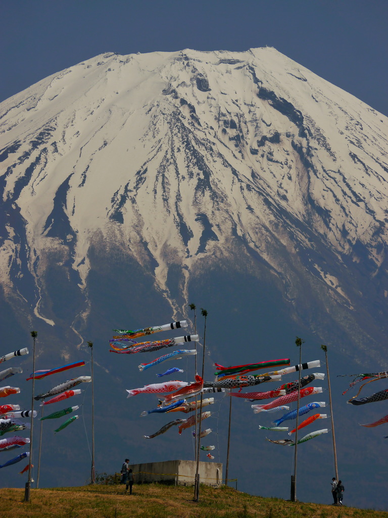 朝霧高原の鯉のぼり