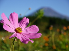 コスモスと富士山