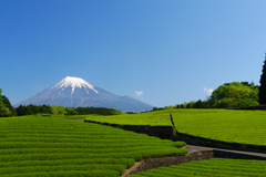 大渕笹葉の富士山