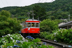 箱根登山鉄道　あじさい