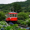 箱根登山鉄道　あじさい