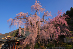 身延山　久遠寺　しだれ桜