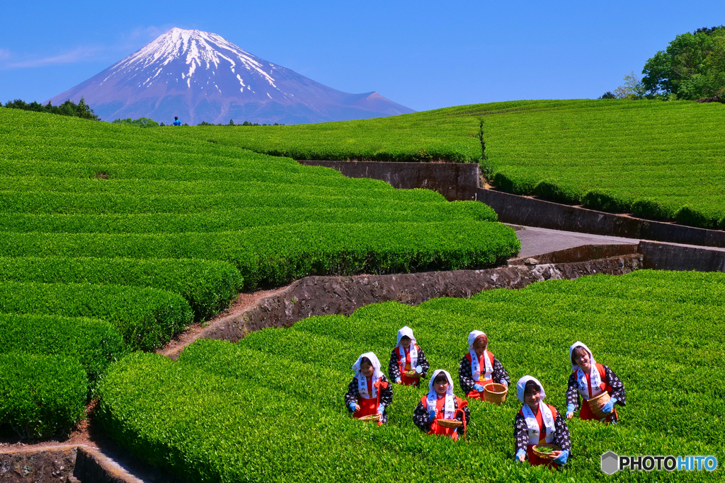 大渕お茶まつり