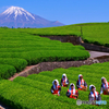 大渕お茶まつり