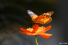 キバナコスモス