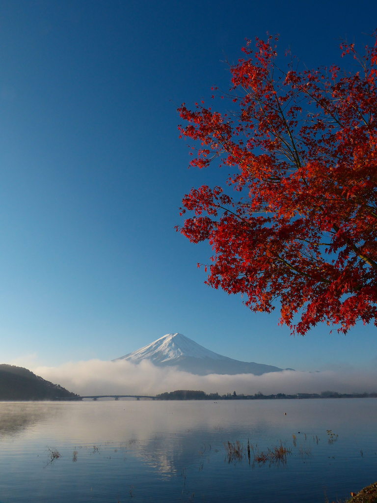 紅葉と富士山＠河口湖