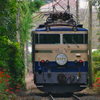 秋の大井川鉄道
