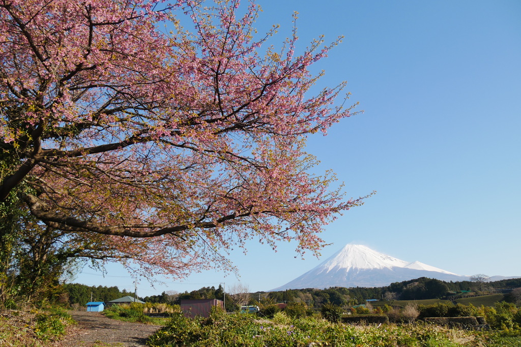 富士山　桜