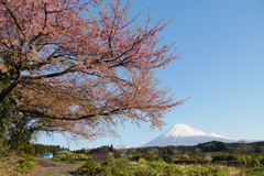 富士山　桜