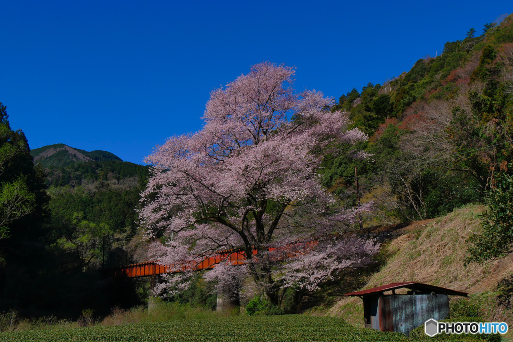 笹間渡のエドヒガン桜