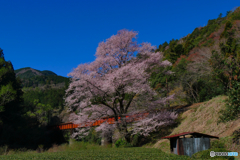 笹間渡のエドヒガン桜
