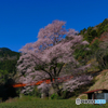 笹間渡のエドヒガン桜