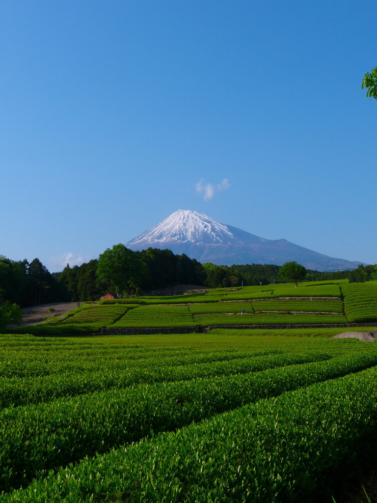 大渕の茶畑で富士山を 