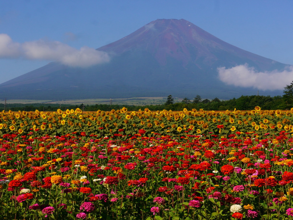 花と富士山