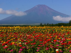 花と富士山