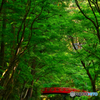 新緑の小國神社
