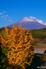 イチョウと富士山