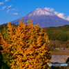 イチョウと富士山
